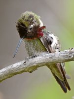 Hummer21.jpg