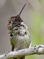 Hummer24.jpg