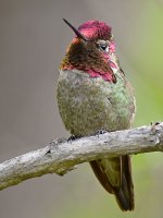 Hummer17.jpg