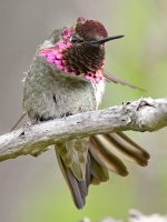 Hummer28.jpg
