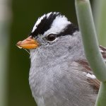 Sparrow3.jpg