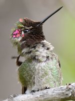 Hummer22.jpg