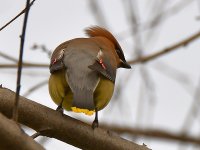 Waxwing6.jpg