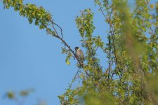 DSC_1170-2b.jpg