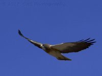 4-8-17-cr__D7K6390.jpg