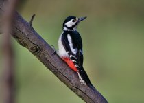 DSC_1100.jpg