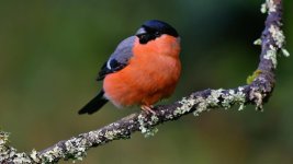 DSC_1059.jpg