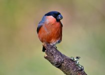 DSC_1114.jpg