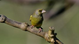 DSC_1182.jpg