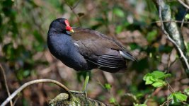 DSC_1200.jpg