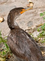 Cormorant5.jpg