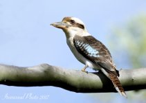 DSC_7061.jpg