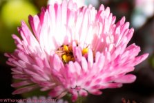 Pink English Daisy 4-10-2017.jpg