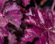 Purple Leaves 4-10-2017.jpg