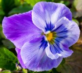 Purple Pansey 4-10-2017.jpg