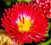 Red English Daisy 4-10-2017.jpg