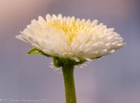 White English Daisy 4-10-2017.jpg