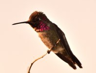 ROY_2224.JPG