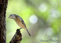 DSC_7199.jpg