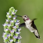 Hummer27.jpg