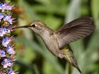 Hummer43.jpg