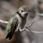 Hummer45.jpg