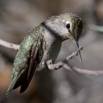 Hummer46.jpg