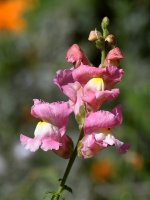 PinkFlower.jpg