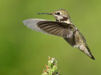 Hummer16.jpg