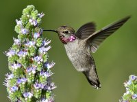 Hummer25.jpg