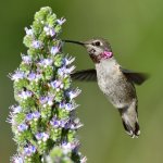 Hummer28.jpg