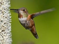 Hummer36.jpg