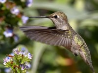 Hummer42.jpg