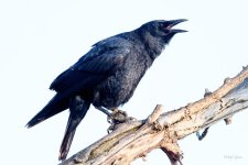 Crow-220.jpg