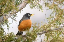 Robin-221.jpg