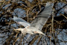 BlueHeron-200.jpg