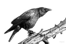Crow-221.jpg