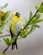 Goldfinch-222.jpg