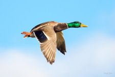 MallardFlight-221.jpg