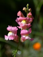 SnapDragon.jpg