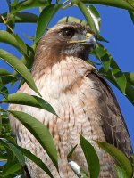 Hawk4.jpg