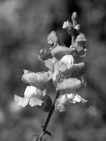 PinkFlowerBW.jpg