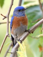 Bluebird.jpg