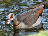 Goose3.jpg