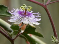 Passiflora2.jpg