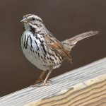 Sparrow3.jpg