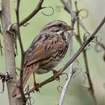 Sparrow.jpg