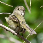 Vireo2.jpg