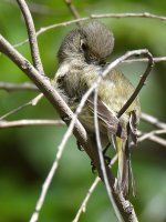 Vireo6.jpg