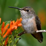 Hummer9.jpg